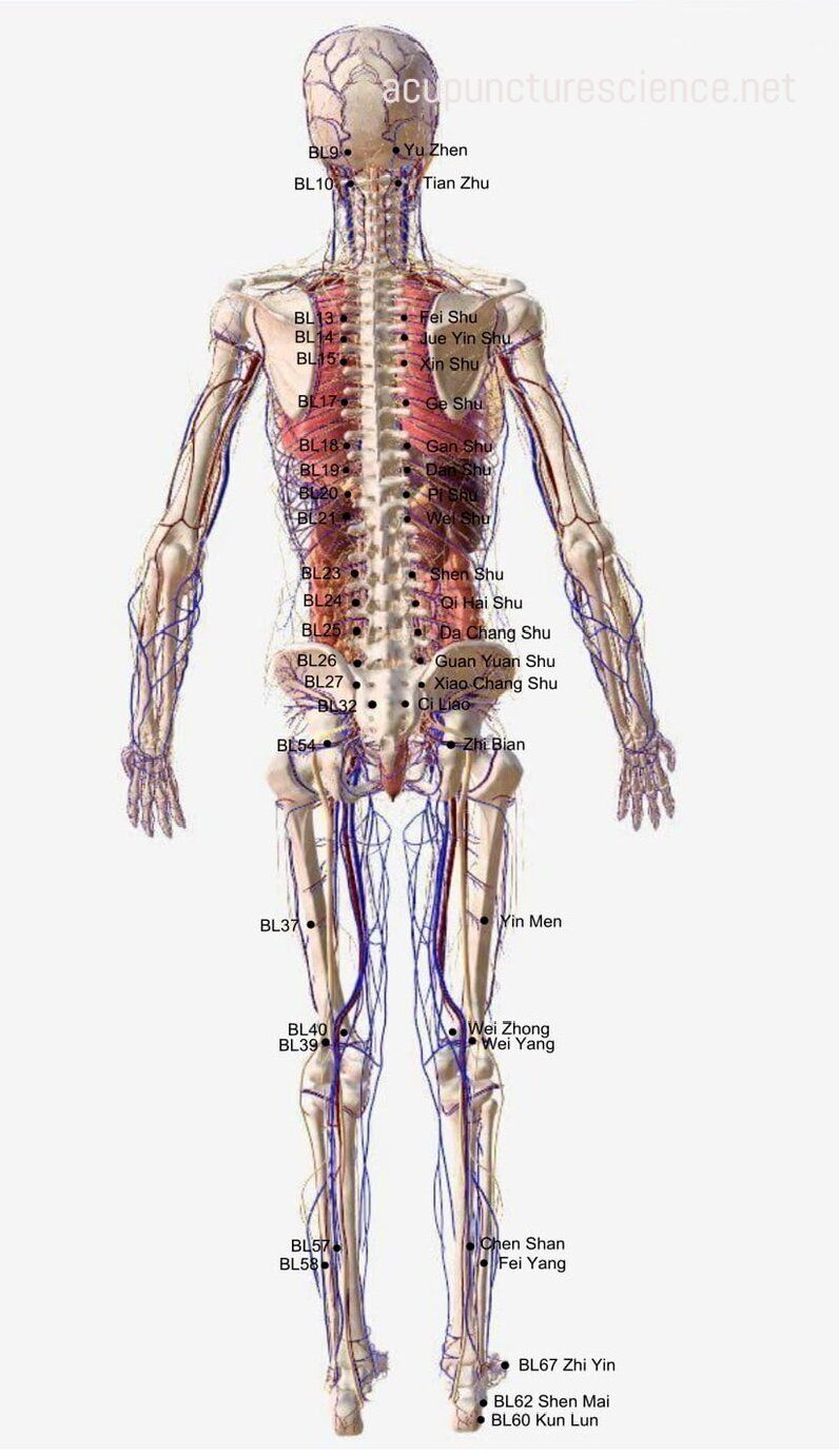 Bladder Meridian- 足太阳膀胱经 diagram