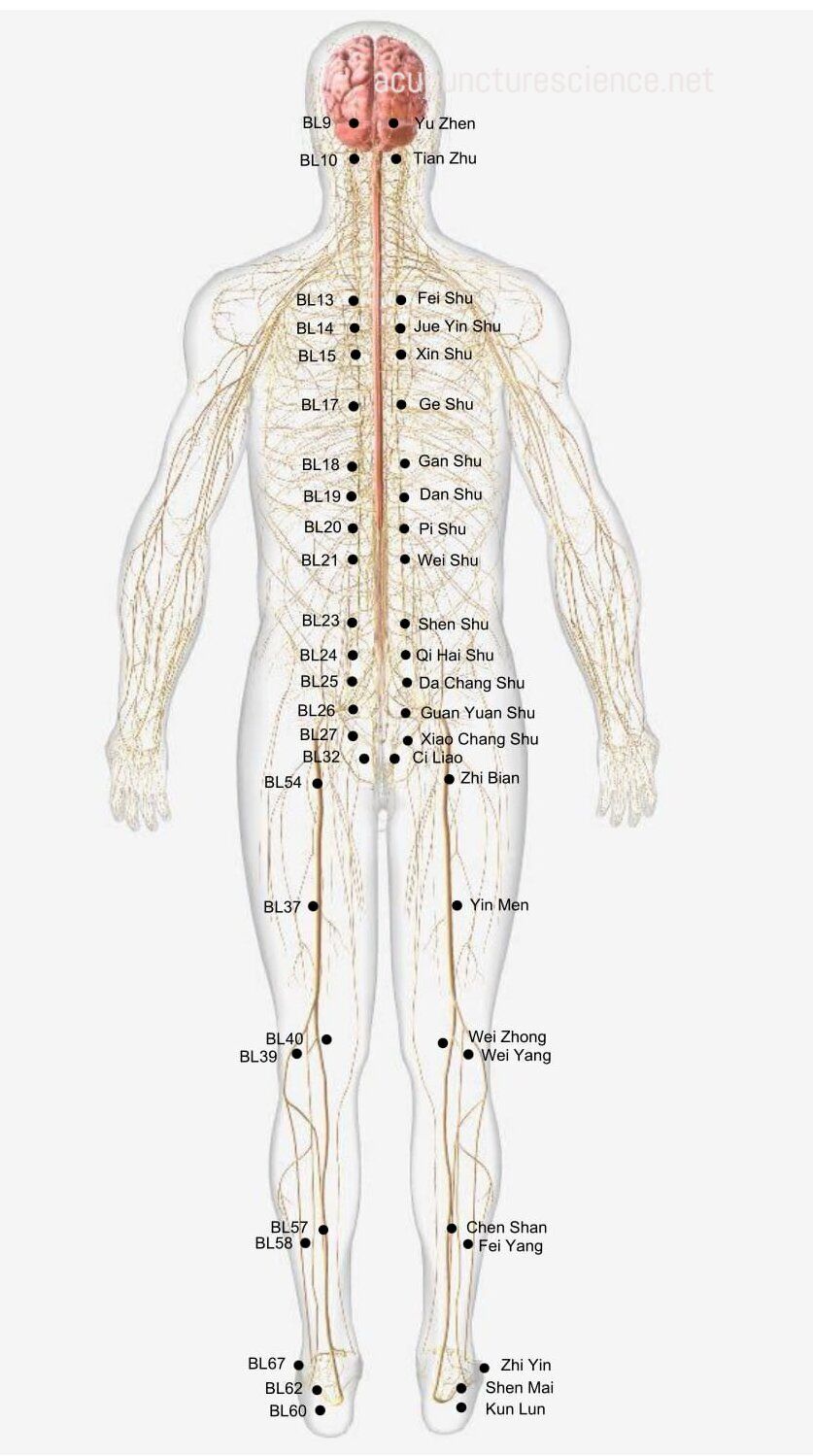 Bladder Meridian- 足太阳膀胱经 diagram