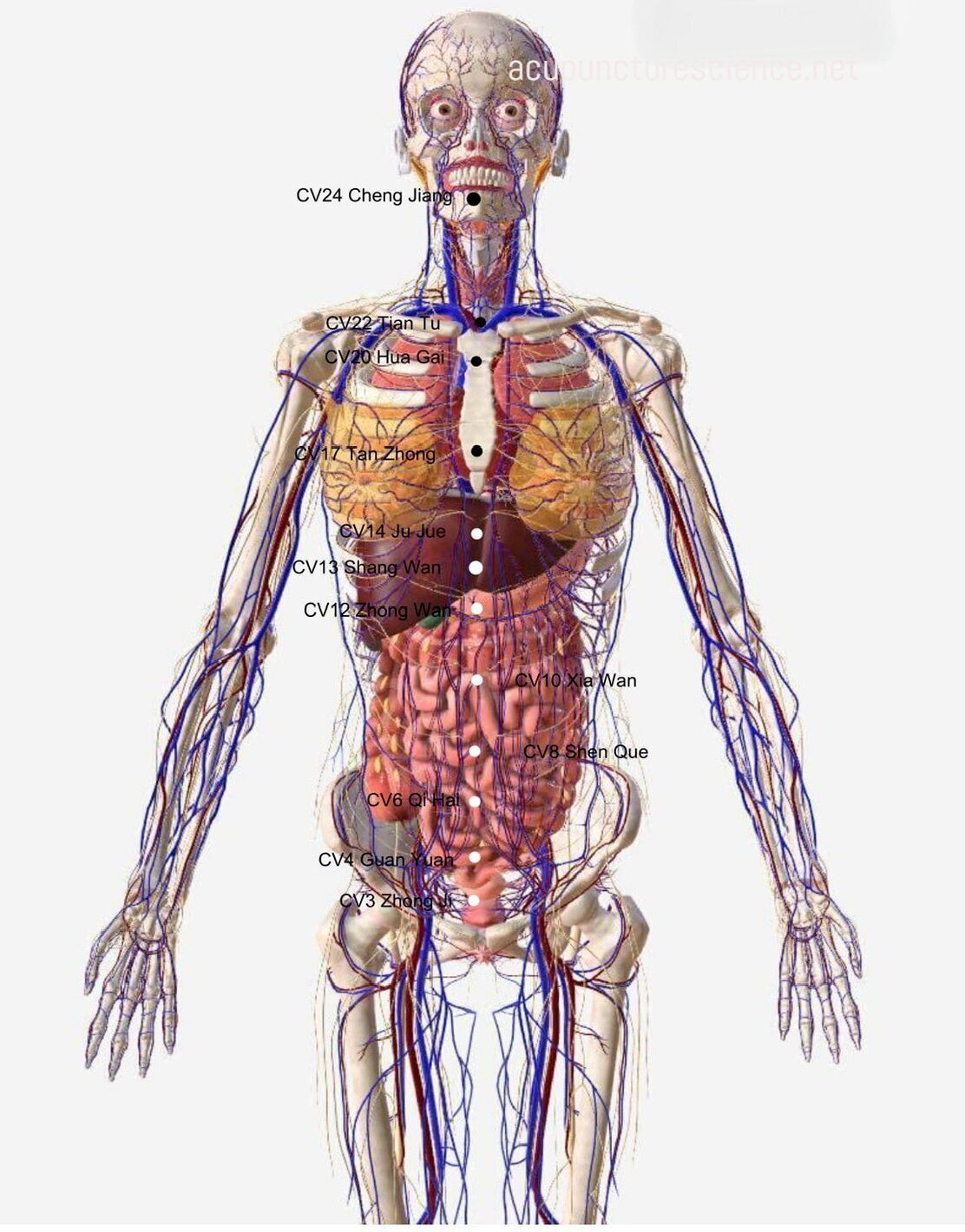 Conception Vessel- 任脉 diagram