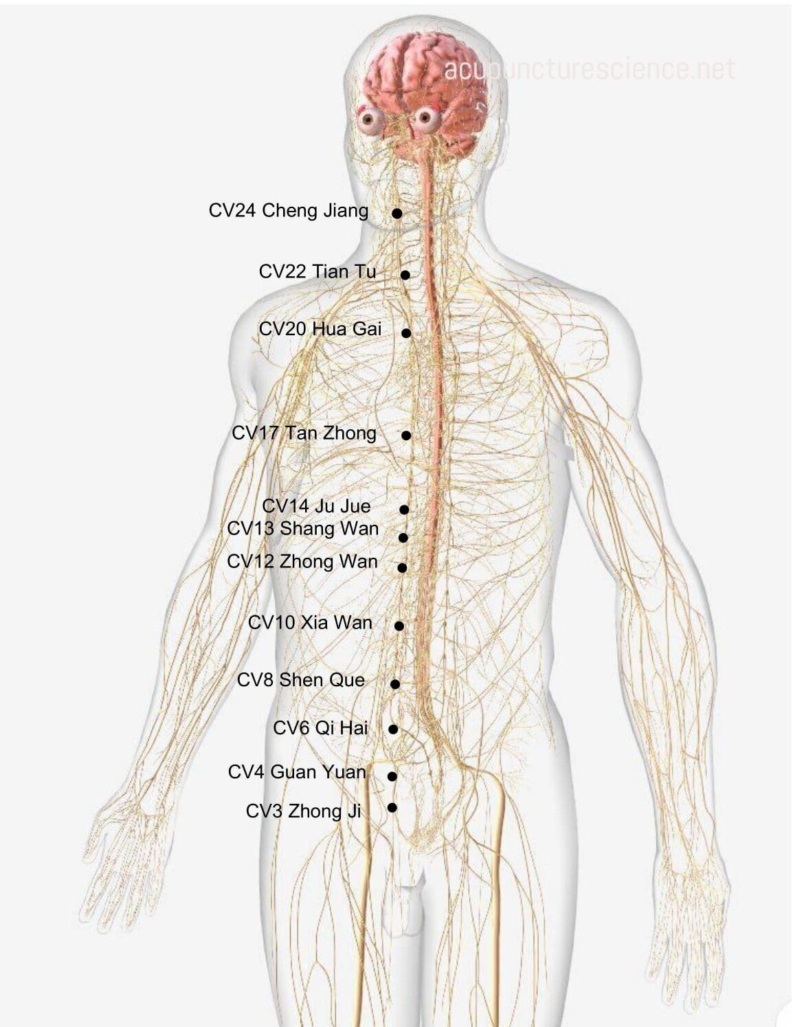 Conception Vessel- 任脉 diagram