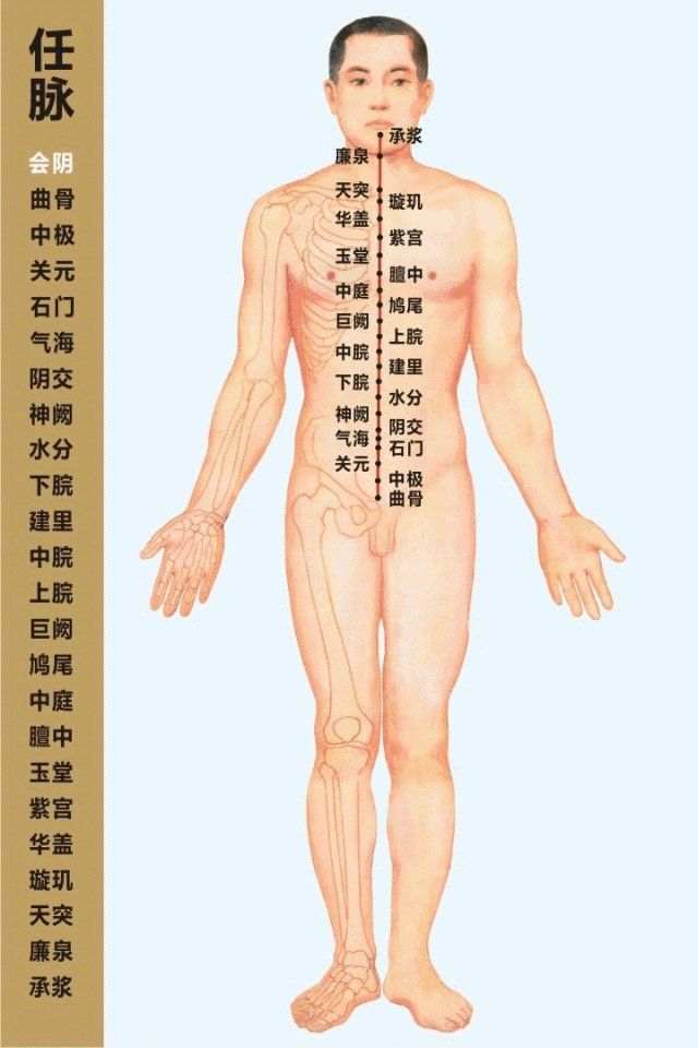 Conception Vessel- 任脉 diagram