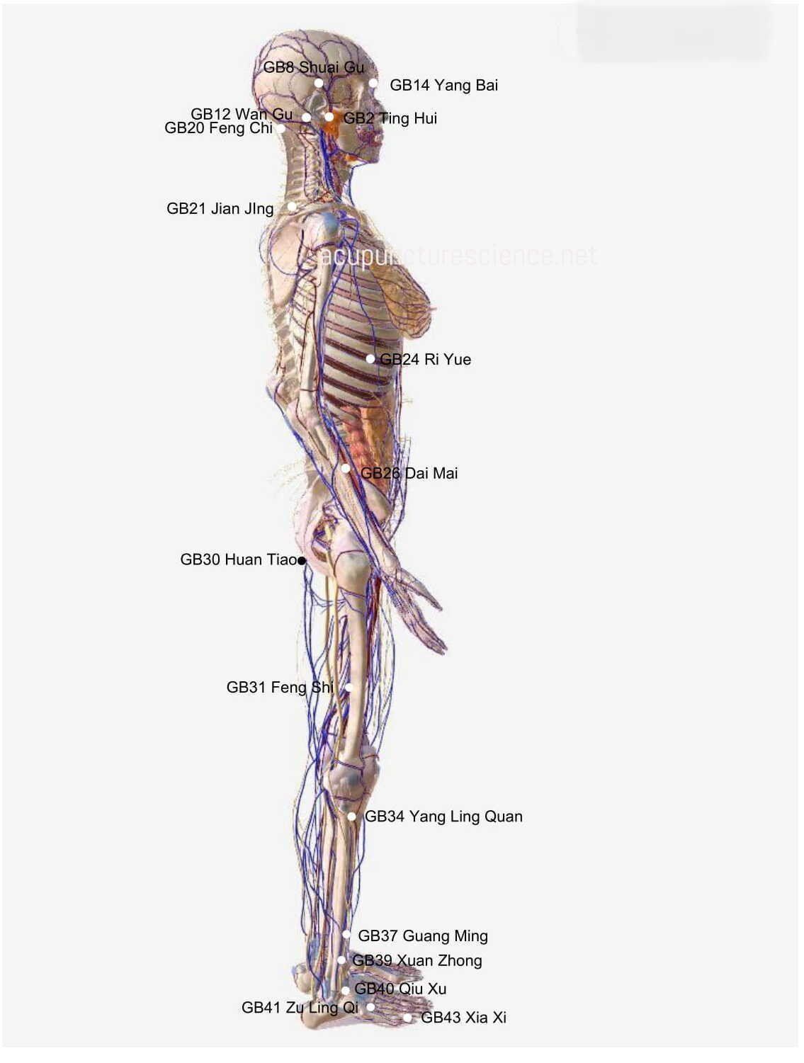 Gallbladder Meridian- 足少阳胆经 diagram