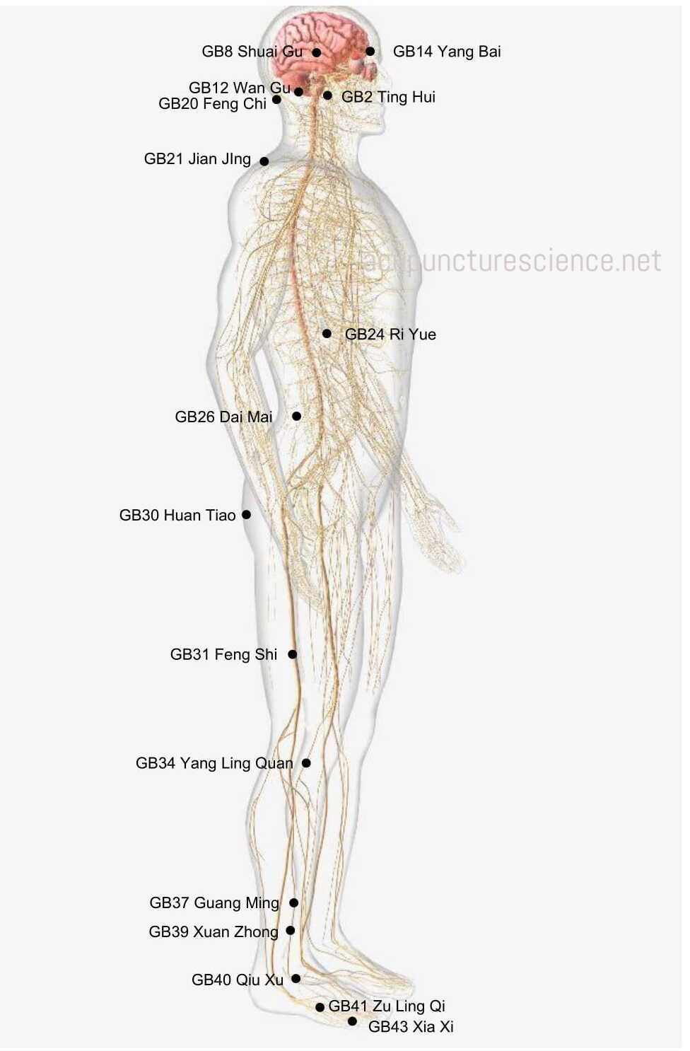 Gallbladder Meridian- 足少阳胆经 diagram