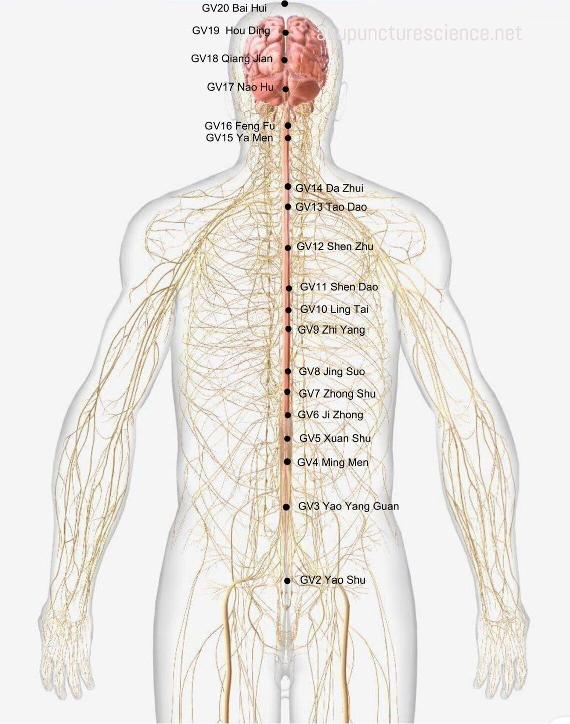 Governor Vessel- 督脉 diagram