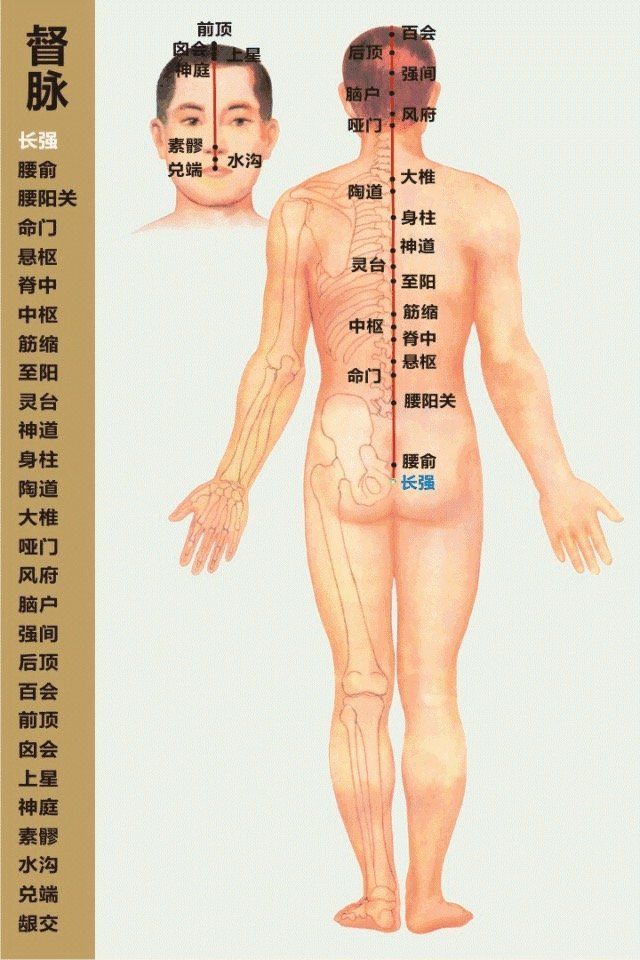 Governor Vessel- 督脉 diagram