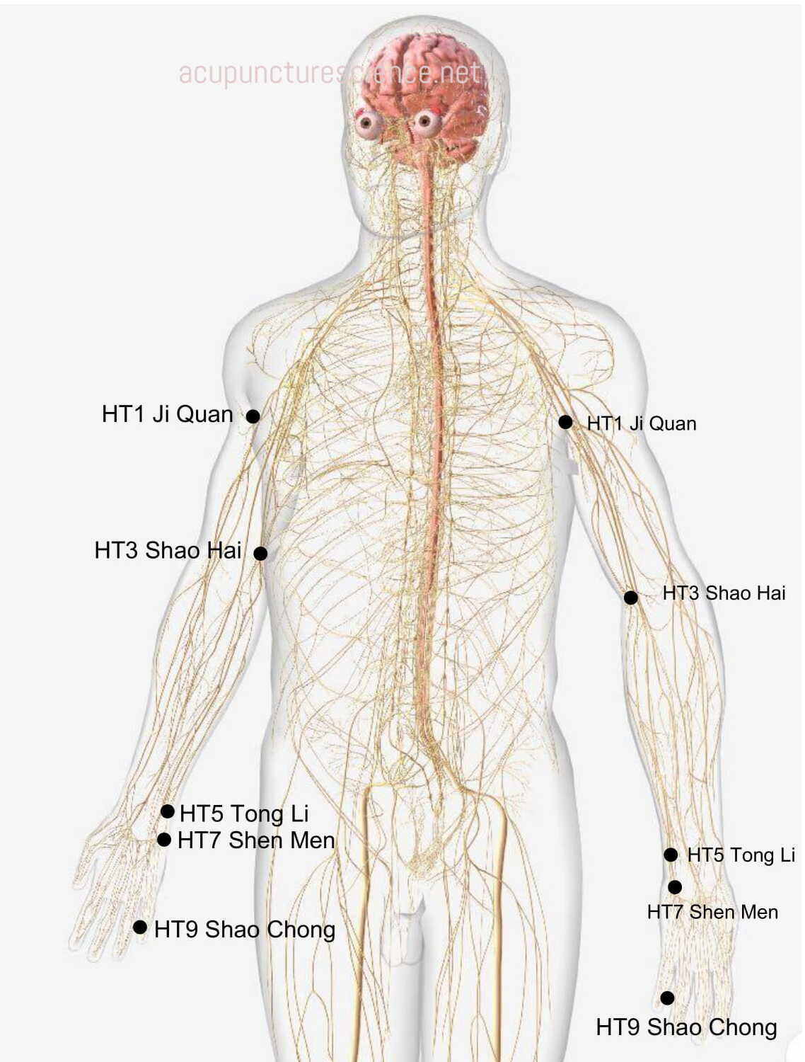 Heart Meridian- 手少阴心经 diagram