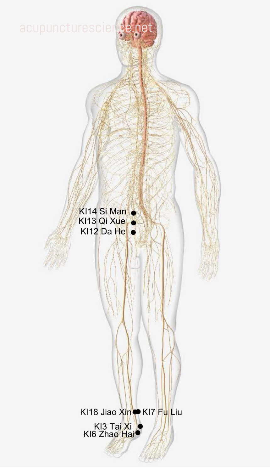 Kidney Meridian- 足少阴肾经 diagram