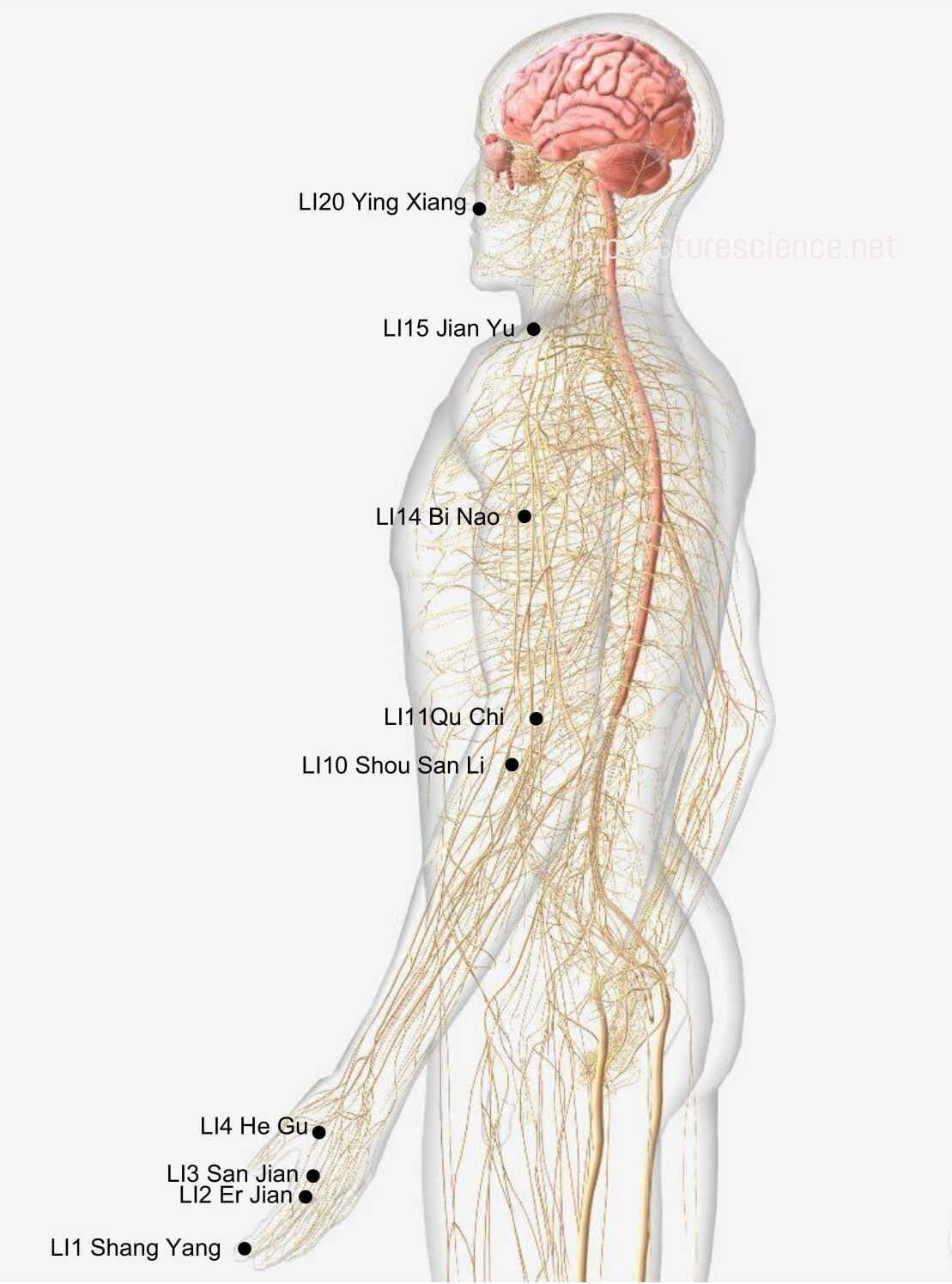 Large Intestine Meridian- 手阳明大肠经 diagram