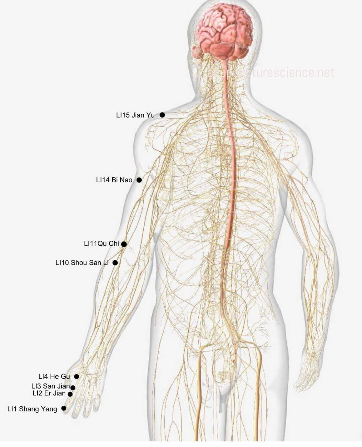 Large Intestine Meridian- 手阳明大肠经 diagram