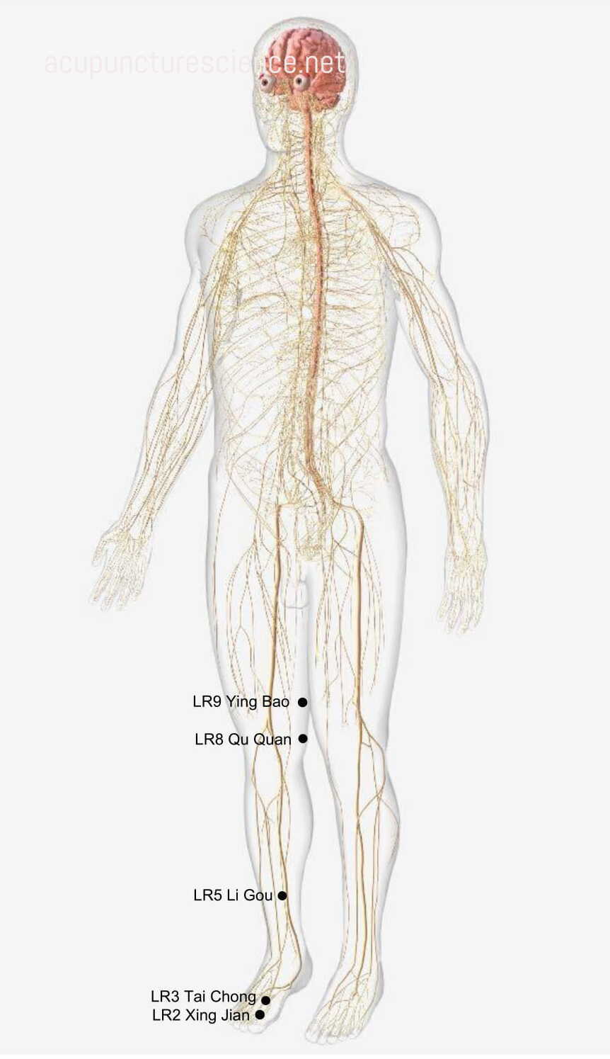 Liver Meridian- 足厥阴肝经 diagram