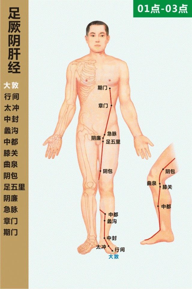 Liver Meridian- 足厥阴肝经 diagram