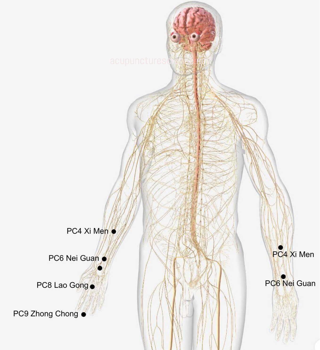 Pericardium Meridian- 手厥阴心包经 diagram