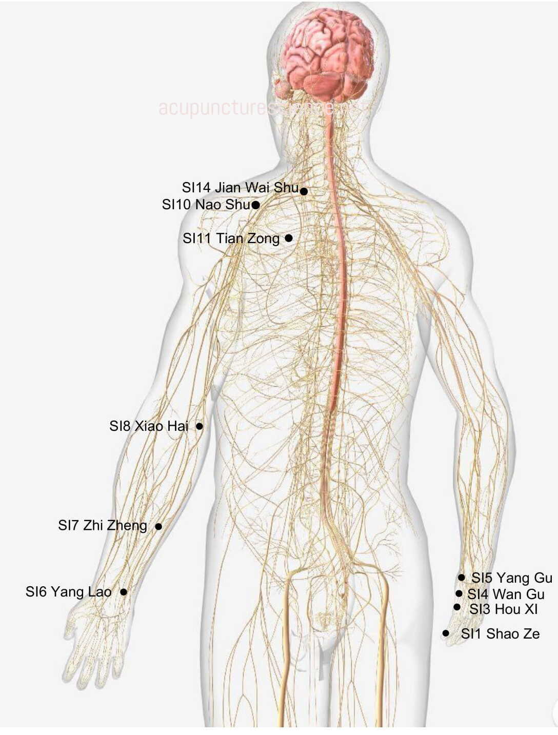 Small Intestine Meridian- 手太阳小肠经 diagram