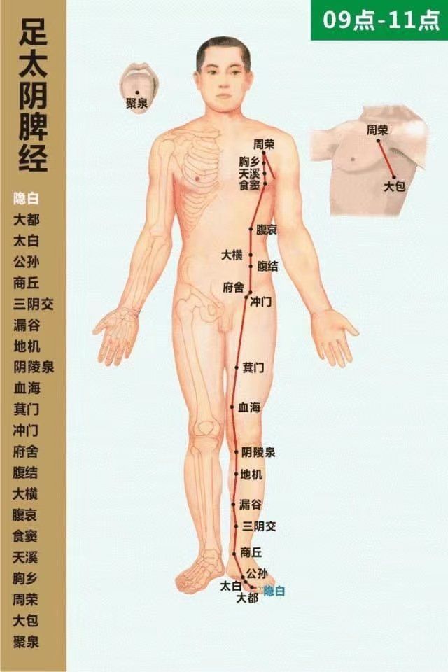 Spleen Meridian- 足太阴脾经 diagram