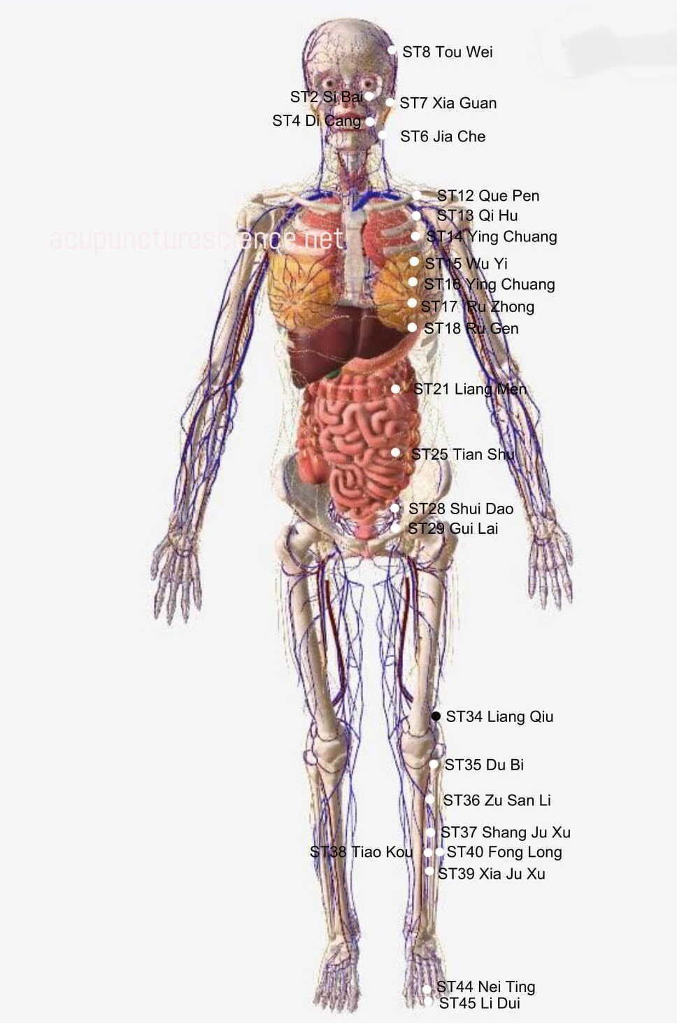 Stomach Meridian- 足阳明胃经 diagram