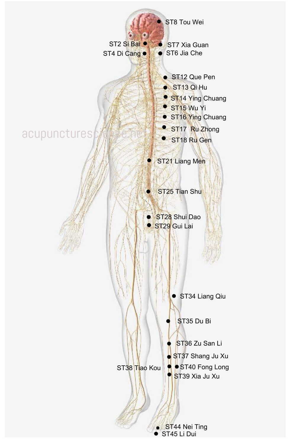 Stomach Meridian- 足阳明胃经 diagram