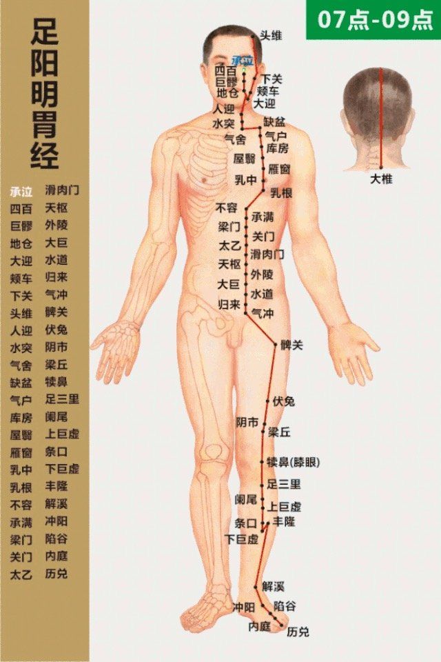 Stomach Meridian- 足阳明胃经 diagram