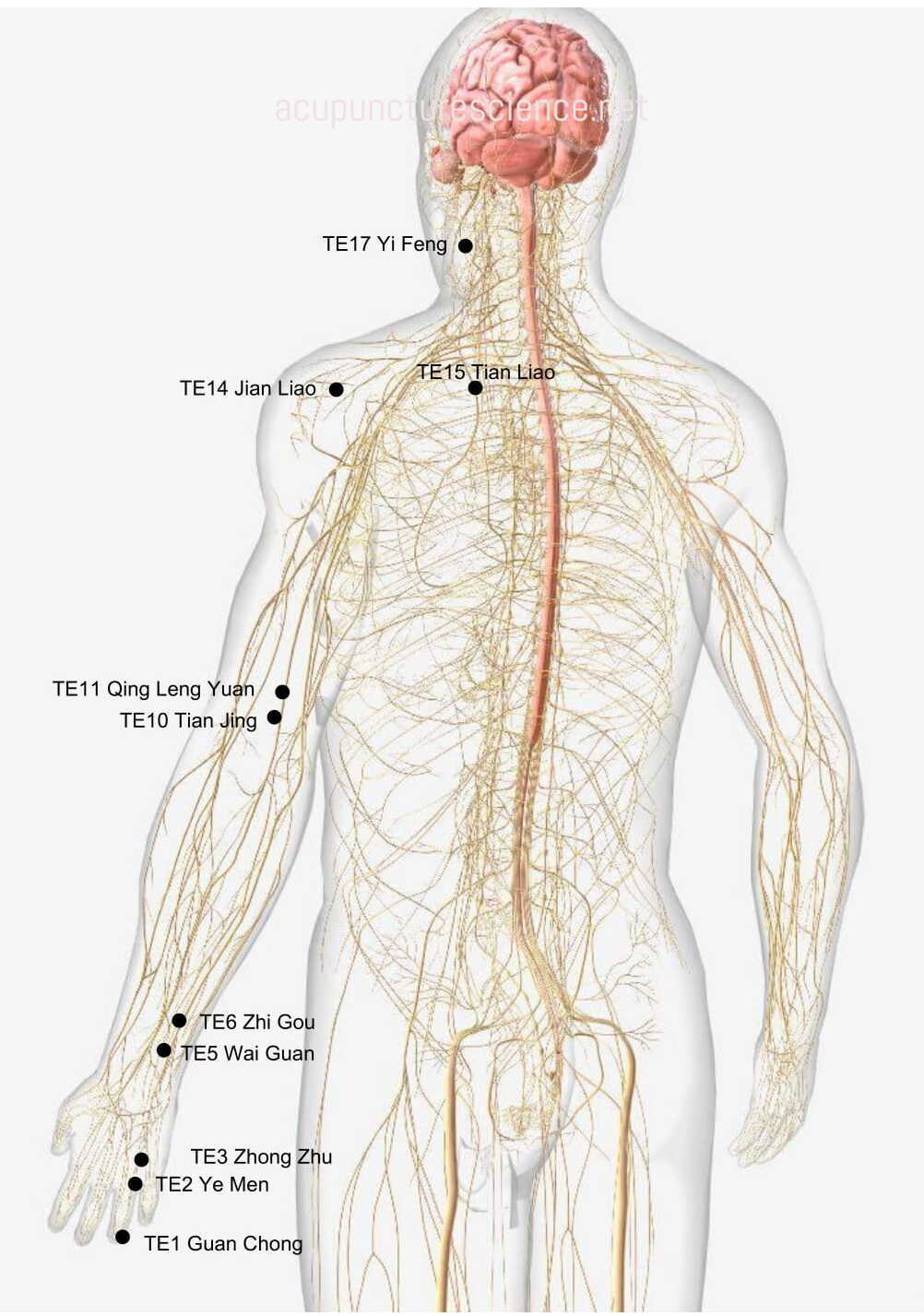 Triple Energizer Meridian- 手少阳三焦经 diagram